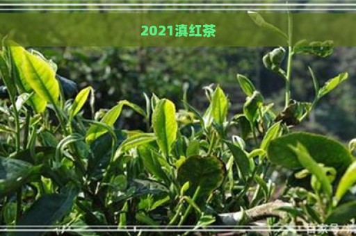 2021滇红茶