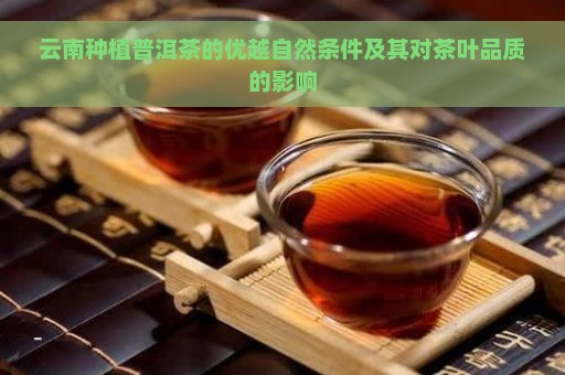 云南种植普洱茶的优越自然条件及其对茶叶品质的影响