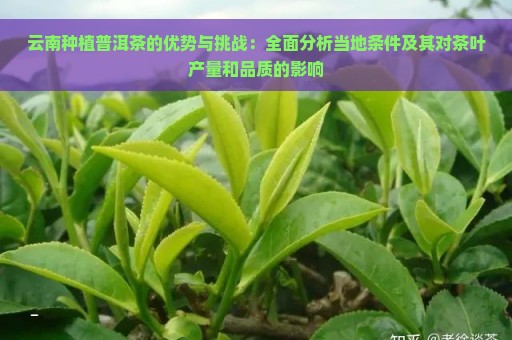 云南种植普洱茶的优势与挑战：全面分析当地条件及其对茶叶产量和品质的影响