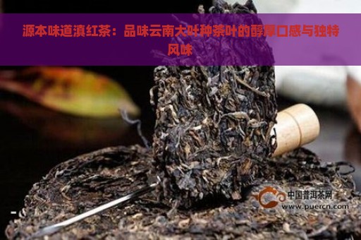 源本味道滇红茶：品味云南大叶种茶叶的醇厚口感与独特风味