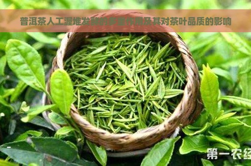 普洱茶人工渥堆发酵的多重作用及其对茶叶品质的影响