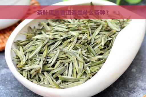 茶叶店的普洱茶是什么茶种？