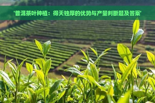 '普洱茶叶种植：得天独厚的优势与产量判断题及答案'