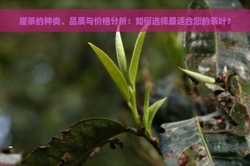 崖茶的种类、品质与价格分析：如何选择最适合您的茶叶？