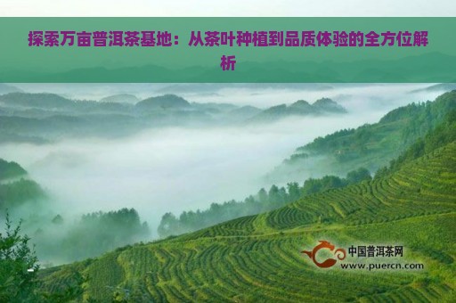 探索万亩普洱茶基地：从茶叶种植到品质体验的全方位解析