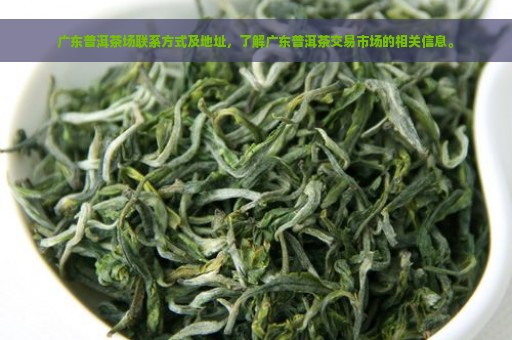 广东普洱茶场联系方式及地址，了解广东普洱茶交易市场的相关信息。