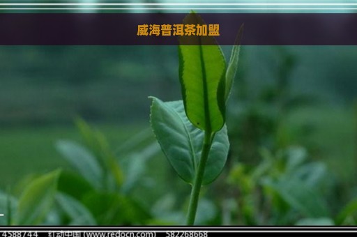 威海普洱茶加盟