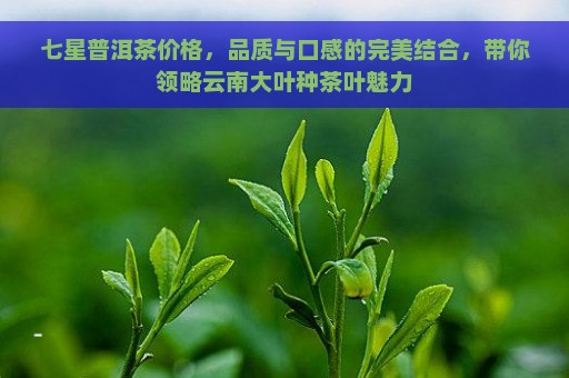 七星普洱茶价格，品质与口感的完美结合，带你领略云南大叶种茶叶魅力