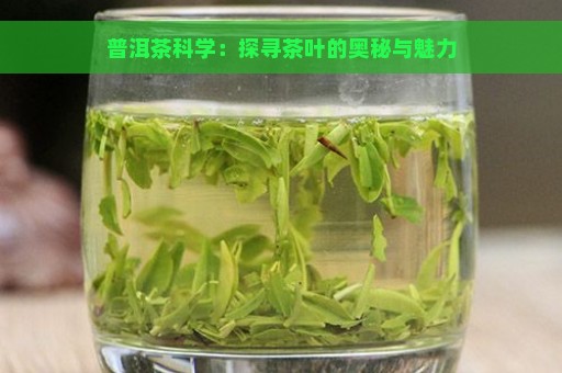 普洱茶科学：探寻茶叶的奥秘与魅力