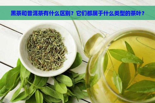 黑茶和普洱茶有什么区别？它们都属于什么类型的茶叶？