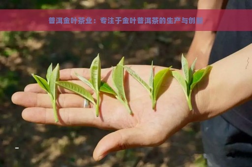 普洱金叶茶业：专注于金叶普洱茶的生产与创新