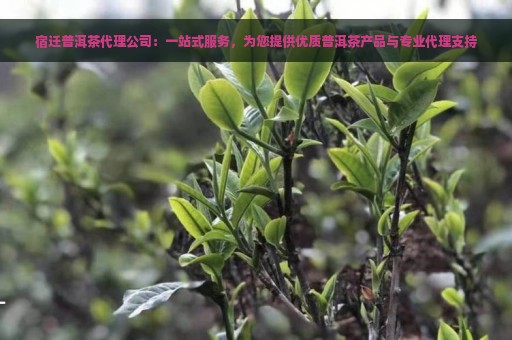 宿迁普洱茶代理公司：一站式服务，为您提供优质普洱茶产品与专业代理支持