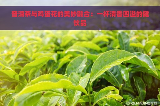 普洱茶与鸡蛋花的美妙融合：一杯清香四溢的健饮品