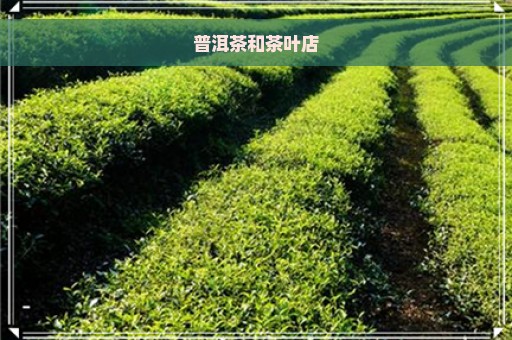 普洱茶和茶叶店