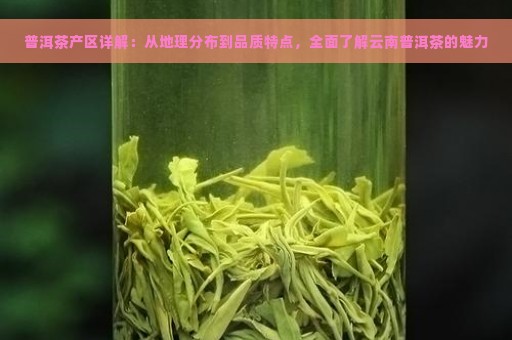 普洱茶产区详解：从地理分布到品质特点，全面了解云南普洱茶的魅力