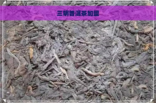 三明普洱茶加盟