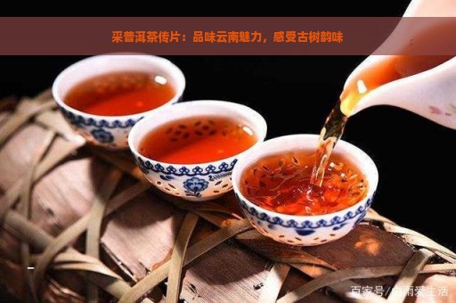 采普洱茶传片：品味云南魅力，感受古树韵味