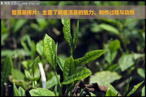 普洱茶传片：全面了解普洱茶的魅力、制作过程与功效