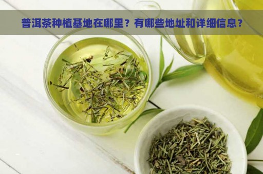 普洱茶种植基地在哪里？有哪些地址和详细信息？