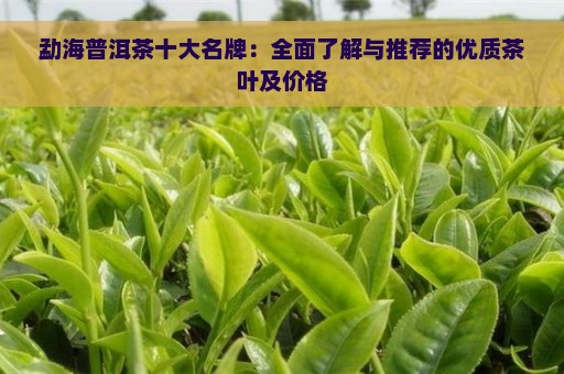 勐海普洱茶十大名牌：全面了解与推荐的优质茶叶及价格