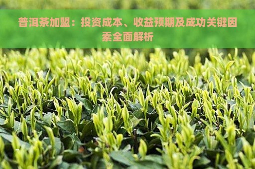 普洱茶加盟：投资成本、收益预期及成功关键因素全面解析