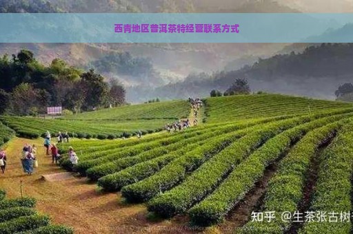 西青地区普洱茶特经营联系方式