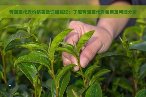 普洱茶代理价格表及详细解读：了解普洱茶代理费用及利润分析