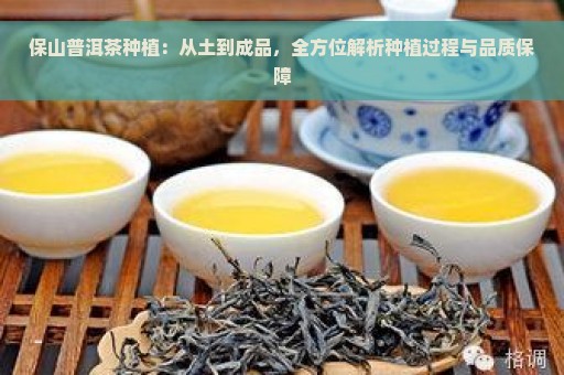 保山普洱茶种植：从土到成品，全方位解析种植过程与品质保障