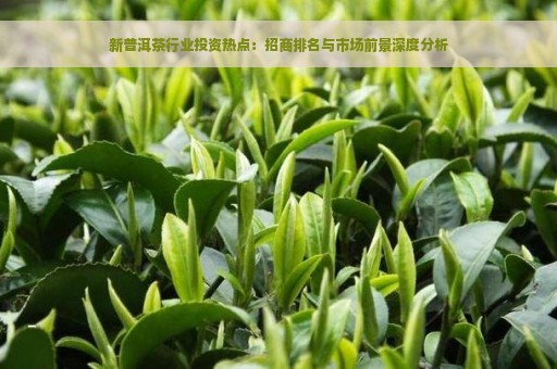 新普洱茶行业投资热点：招商排名与市场前景深度分析