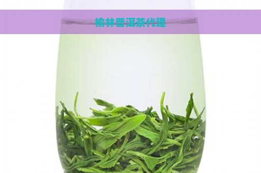 榆林普洱茶代理