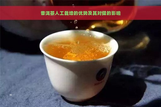 普洱茶人工栽培的优势及其对健的影响