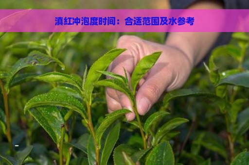 滇红冲泡度时间：合适范围及水参考