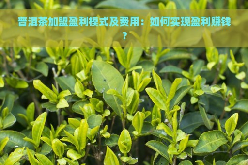 普洱茶加盟盈利模式及费用：如何实现盈利赚钱？