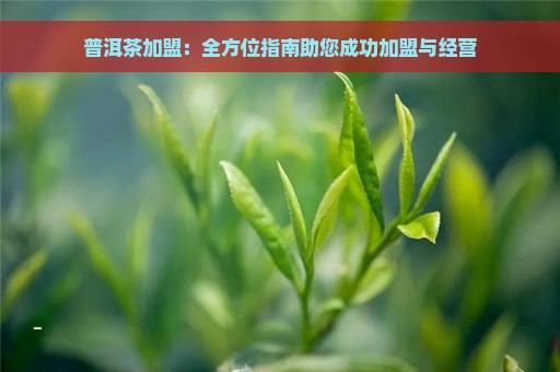 普洱茶加盟：全方位指南助您成功加盟与经营