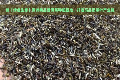 新【绿色生态】贵州精品普洱茶种植基地，打造高品质茶叶产业链