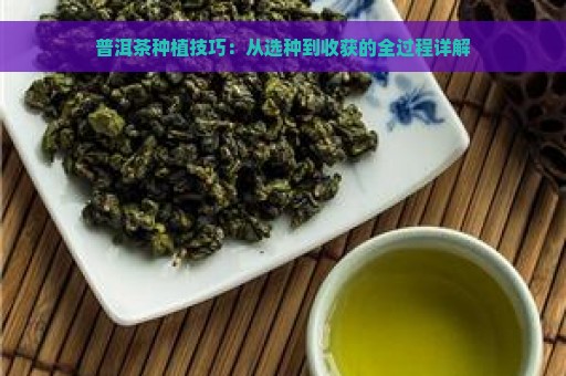 普洱茶种植技巧：从选种到收获的全过程详解