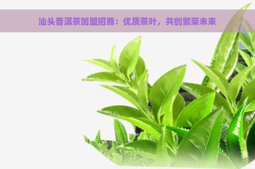 汕头普洱茶加盟招商：优质茶叶，共创繁荣未来