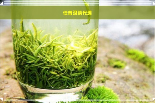 任普洱茶代理