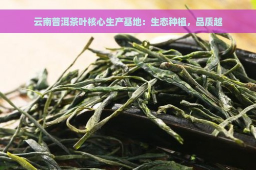 云南普洱茶叶核心生产基地：生态种植，品质越