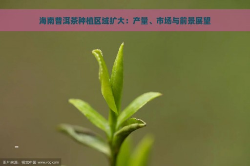 海南普洱茶种植区域扩大：产量、市场与前景展望