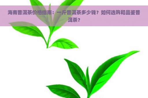 海南普洱茶价格指南：一斤普洱茶多少钱？如何选购和品鉴普洱茶？