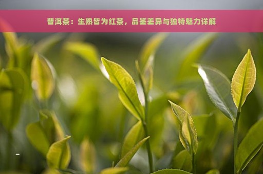 普洱茶：生熟皆为红茶，品鉴差异与独特魅力详解