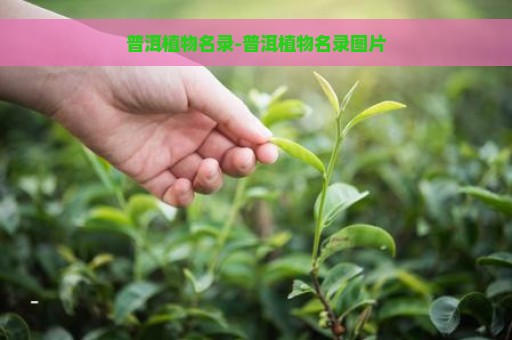 普洱植物名录-普洱植物名录图片