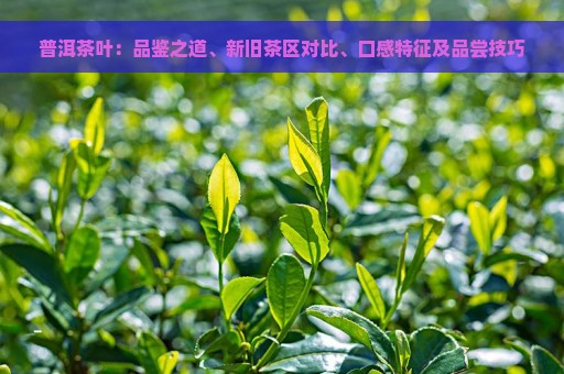 普洱茶叶：品鉴之道、新旧茶区对比、口感特征及品尝技巧