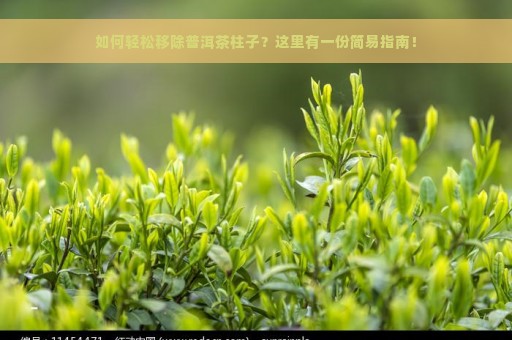 如何轻松移除普洱茶柱子？这里有一份简易指南！