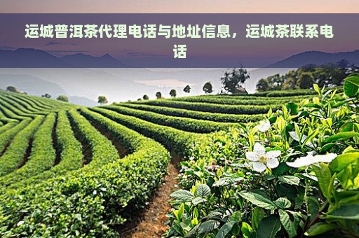 运城普洱茶代理电话与地址信息，运城茶联系电话