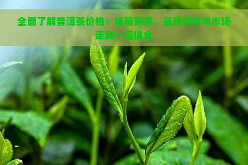 全面了解普洱茶价格：成箱购买、品质等级与市场走势一应俱全