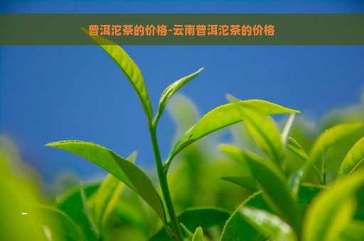 普洱沱茶的价格-云南普洱沱茶的价格