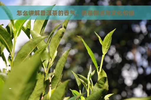 怎么讲解普洱茶的香气、熟茶特点与文化价值