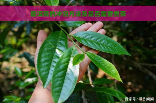 普洱茶的冲泡方法及是否需要煮茶